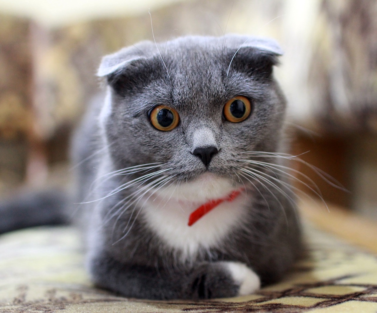 A Guide to the Most Popular Cat Breeds